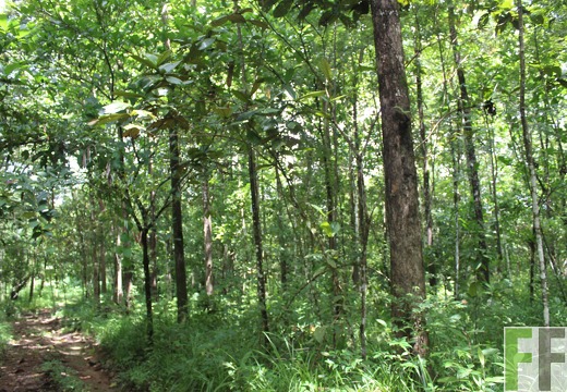 Finca Los Rio I 2022