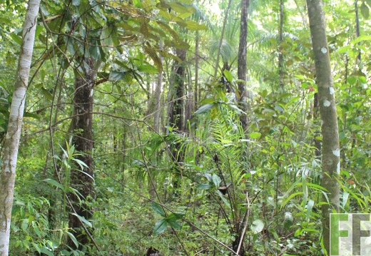 Finca Los Rio I 2022