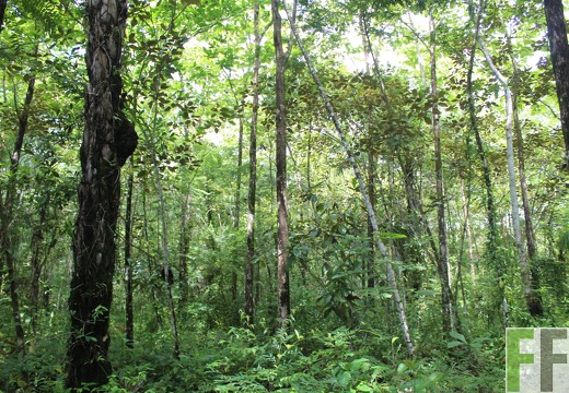 Finca Los Rio I 2022