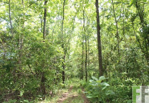 Finca Los Monos V 2022