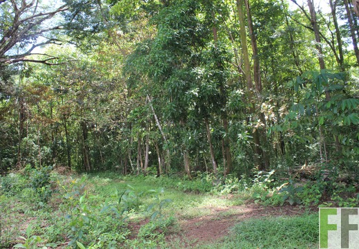 Finca Los Monos V 2022