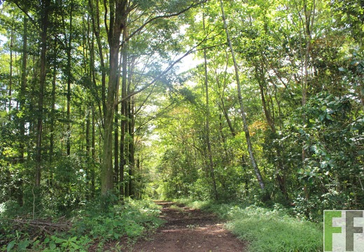 Finca Los Monos V 2022