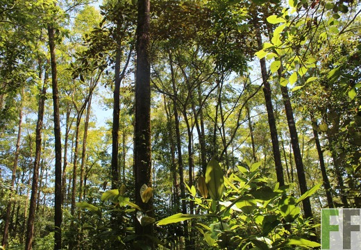 Finca Los Monos V 2022