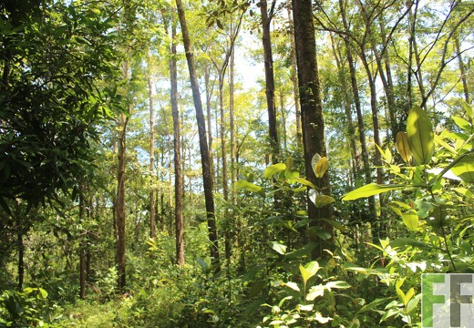 Finca Los Monos V 2022