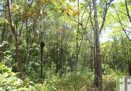 Finca Los Monos IV 2022