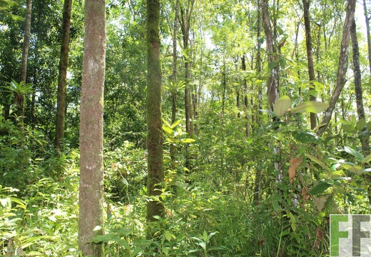 Finca Los Monos IV 2022