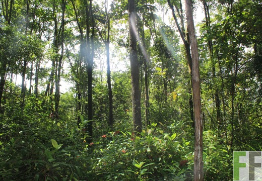 Finca Los Monos IV 2022