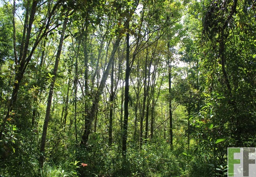 Finca Los Monos III 2022