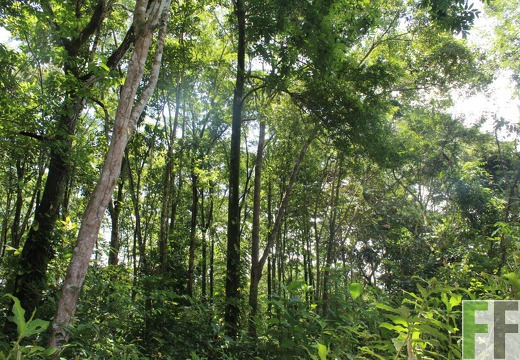 Finca Los Monos II 2022