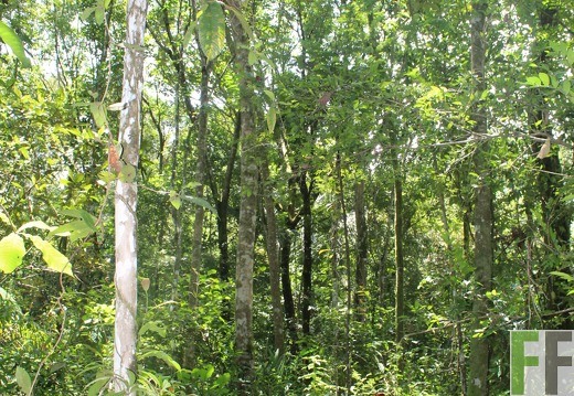 Finca Los Monos I 2022