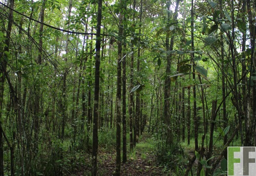 Finca La Luna 2 2022