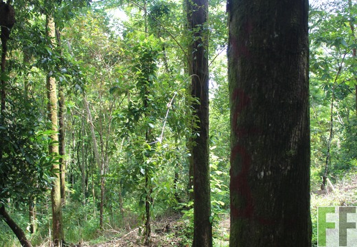 Finca La Luna 1 2022