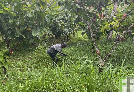 Finca Rio Uyama 2022