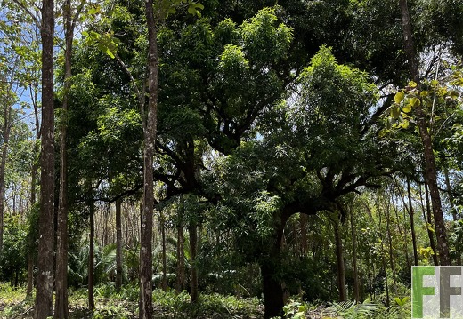 Finca Las Palmeras 2022