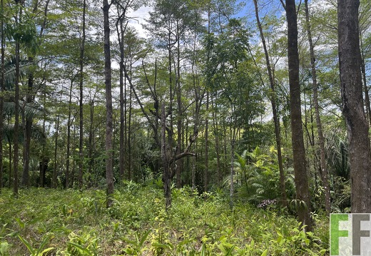 Finca Las Palmeras 2022