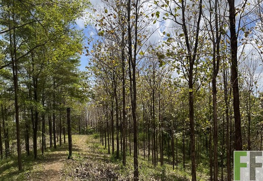 Finca Las Palmeras 2022