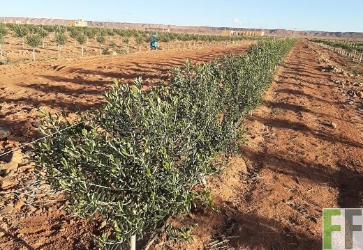 Olivenbäumchen 2022