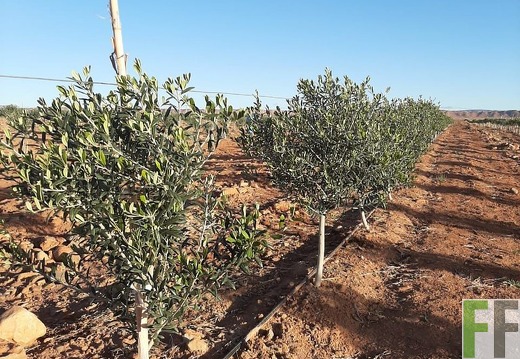 Olivenbäumchen 2022