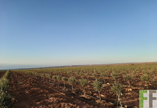 Olivenbäumchen 2022