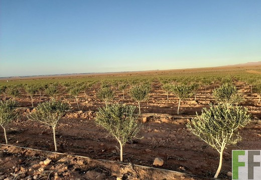 Olivenbäumchen 2022