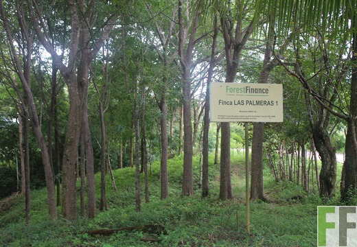 Finca Las Palmeras, 2021