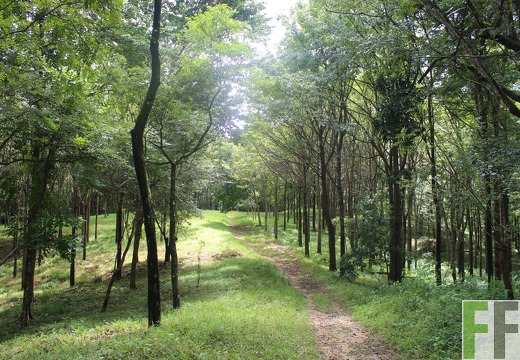 Finca Las Palmeras, 2021