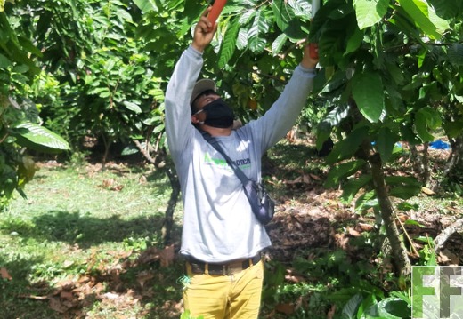 Peru, Finca Sisa, Baumschnitt