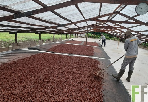 Peru, Finca Sisa, Kakaotrocknung