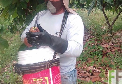 Peru, Finca Sisa, Kakaoernte