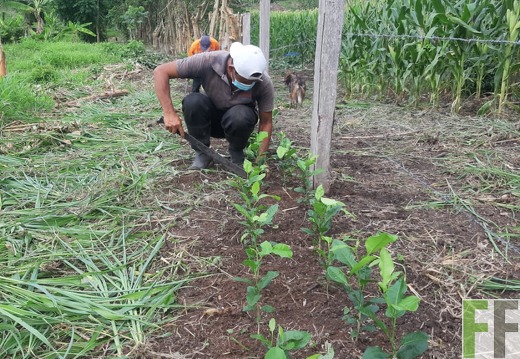 Peru, Finca Sisa, Pflegearbeiten