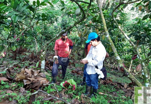 Finca Quebrada Pittí