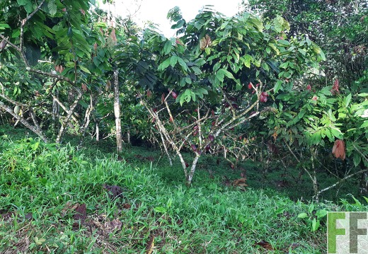 Finca Quebrada Pittí