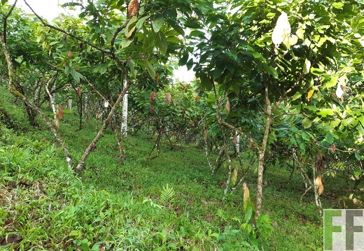 Finca Quebrada Pittí