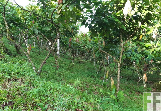 Finca Quebrada Pittí