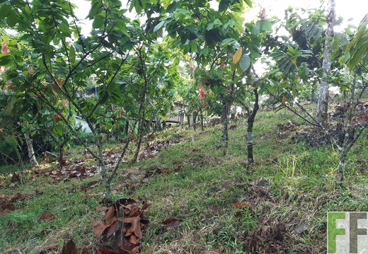 Finca Quebrada Pittí