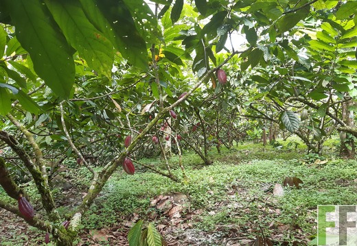 Finca Quebrada Pittí