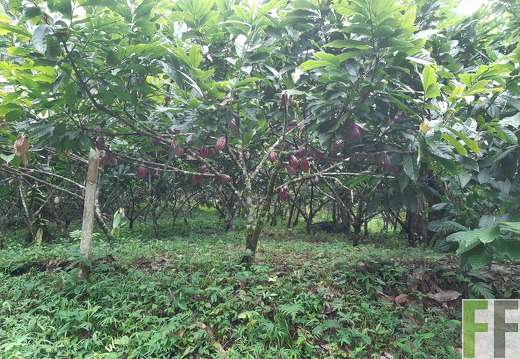 Finca Quebrada Pittí