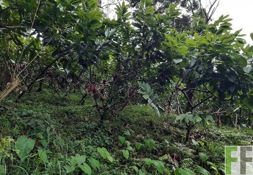 Finca Quebrada Pittí