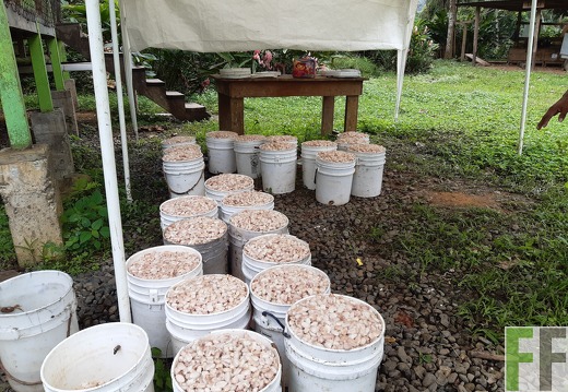 Finca Quebrada Pittí