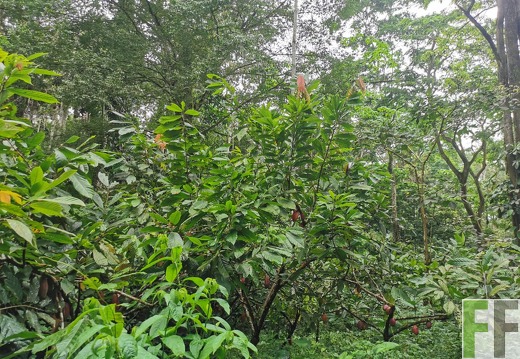 Finca Quebrada Limón