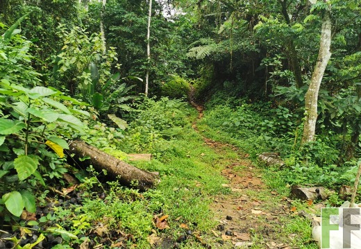 Finca Quebrada Limón