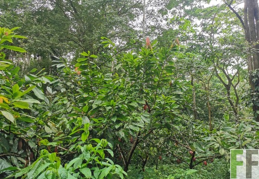 Finca Quebrada Limón