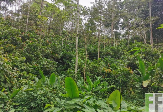 Finca Quebrada Limón