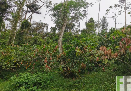 Finca Quebrada Limón