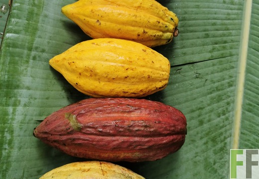 Finca Quebrada Limón