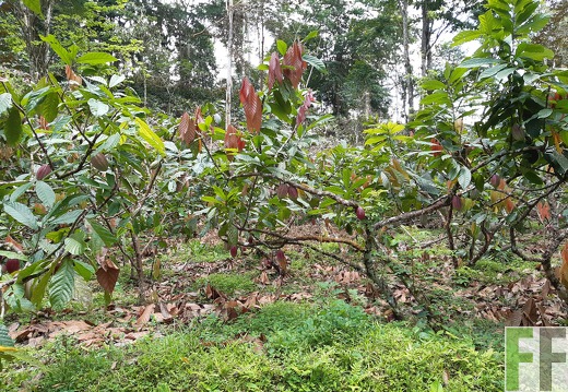Finca Quebrada Limón