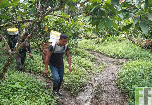 Finca Quebrada Limón