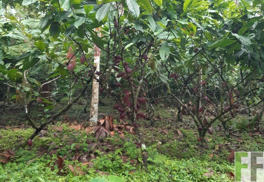 Finca Quebrada Limón
