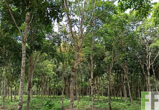 Finca Tirao II