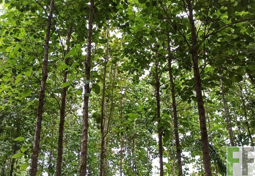 Finca La Relojera III und IV